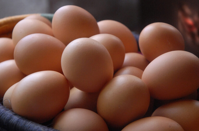 huevos gallina
