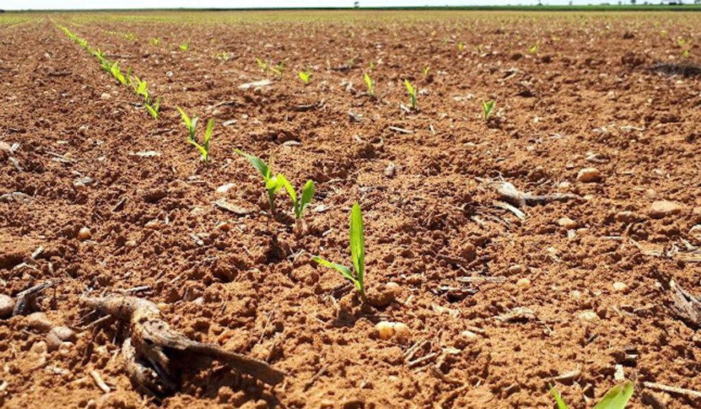 maíz germinando nutrientes