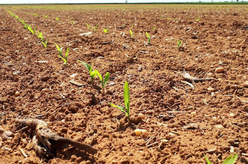 maíz germinando nutrientes