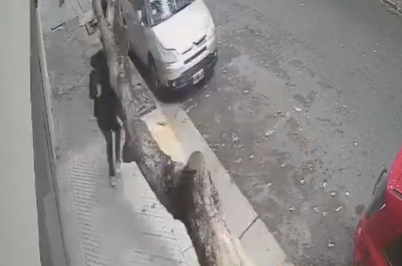 mujer accidente con el árbol