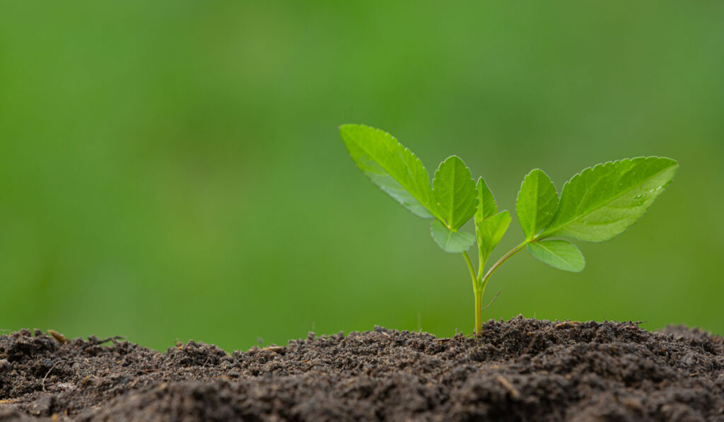 nutrición cultivos fertilizar fertilidad 2023