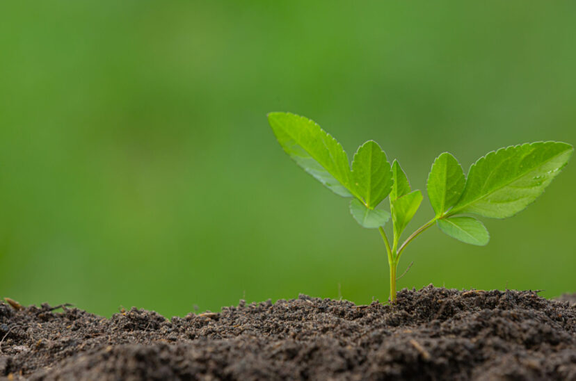nutrición cultivos fertilizar fertilidad 2023 Simposio Fertilidad cultivos