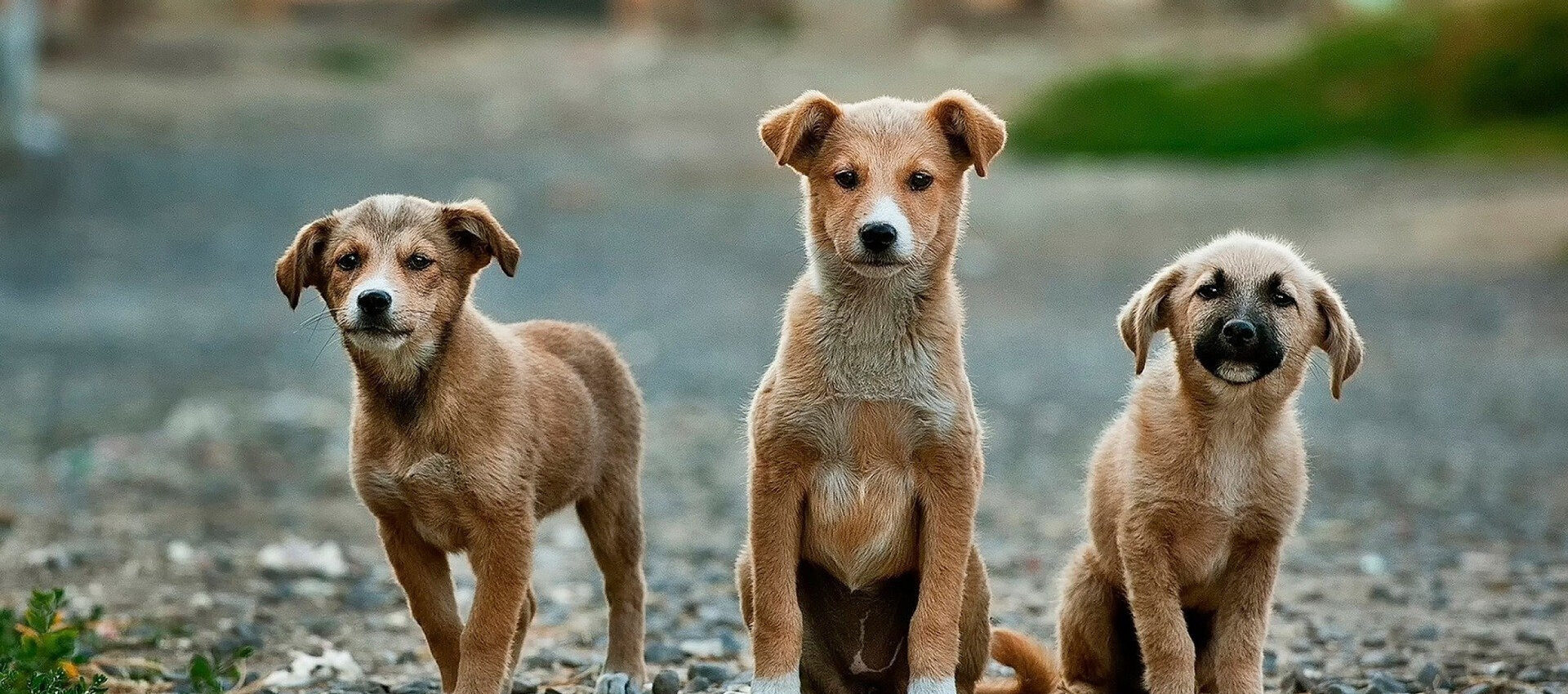 Día del Animal