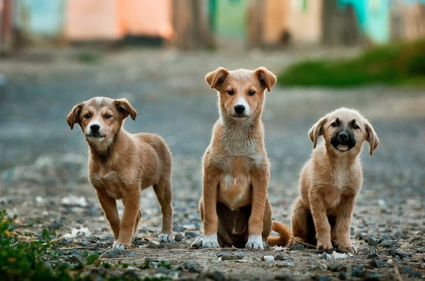Día del Animal