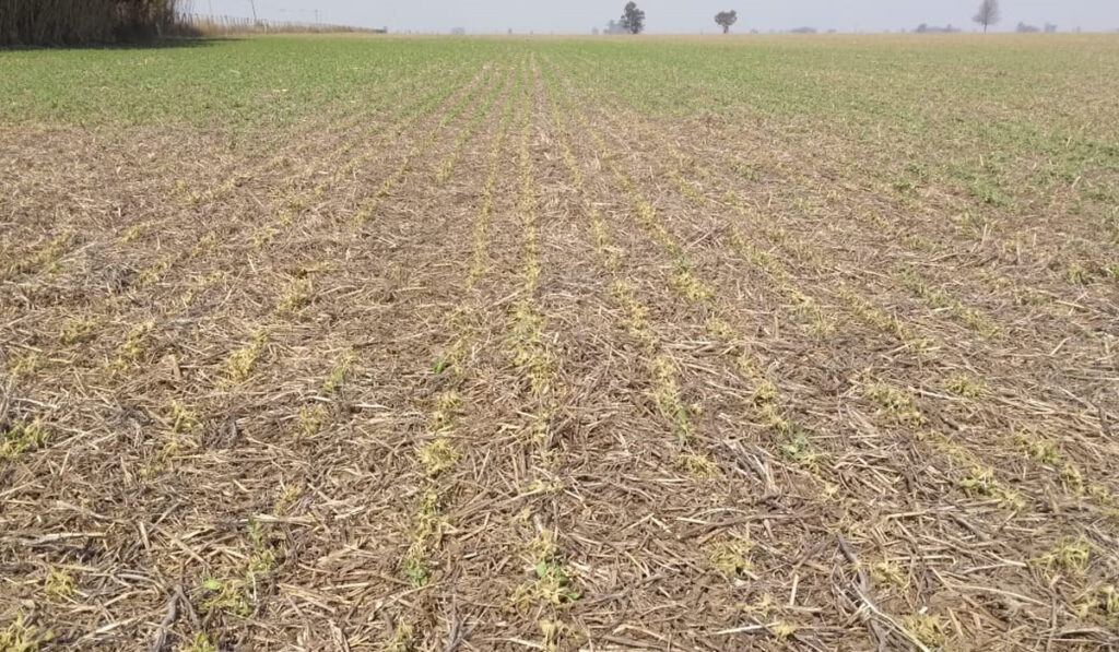 sequía cultivo siembra