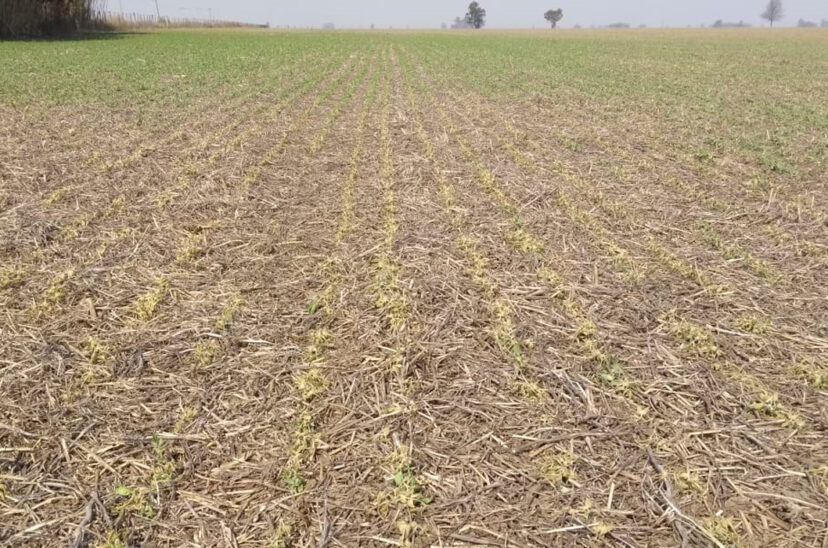 sequía cultivo siembra
