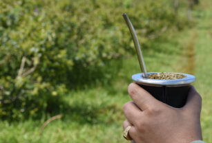 yerba
