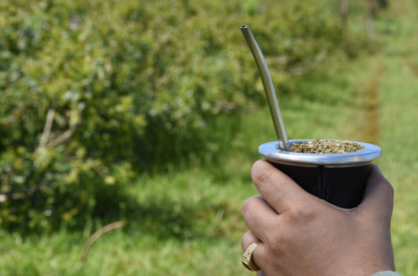 yerba
