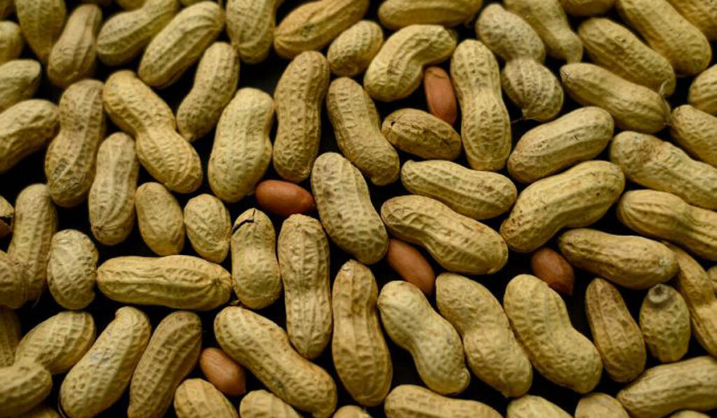 Maní exportaciones complejos agroindustriales agroindustria retenciones