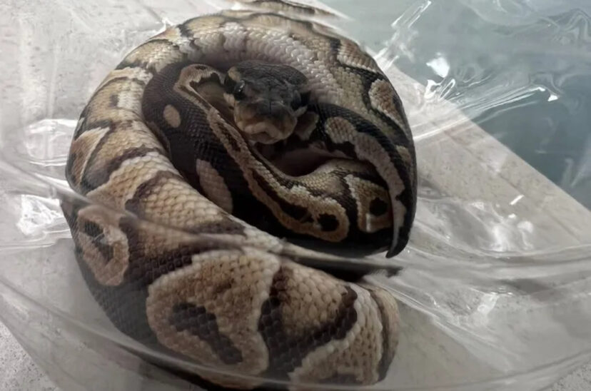 Pitón