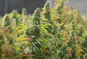 cannabis medicinal