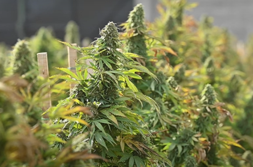 cannabis medicinal