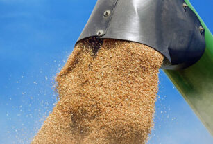 cosecha trigo grano