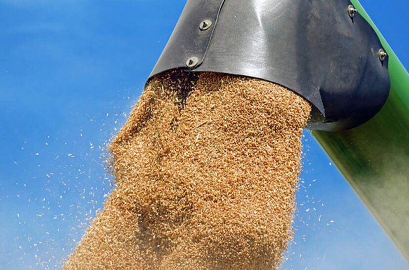 cosecha trigo grano