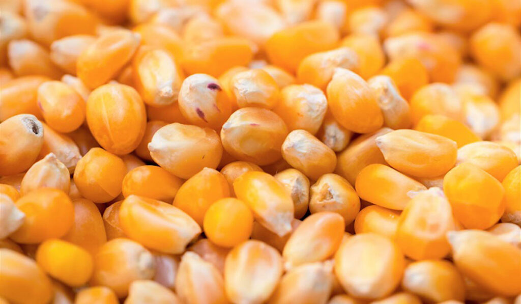 dólar agro maíz ola de calor