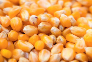 dólar agro maíz ola de calor