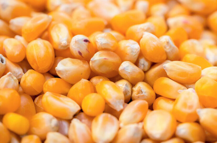 dólar agro maíz ola de calor