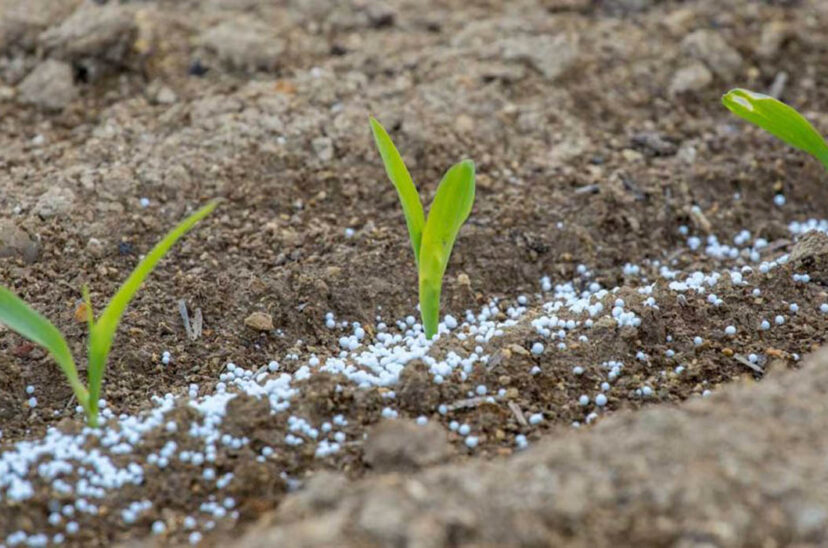 fertilizantes