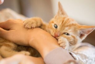 gatos