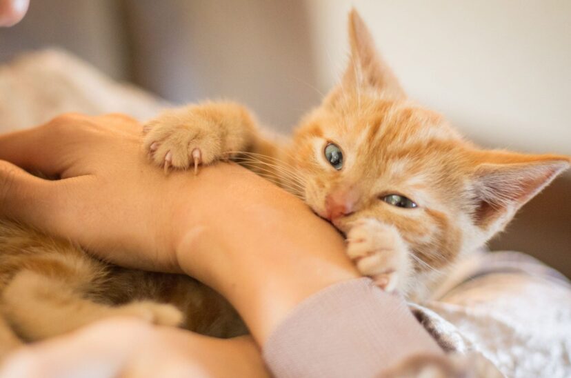 gatos