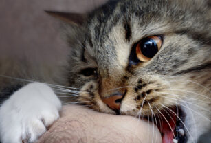 gato gripe aviar