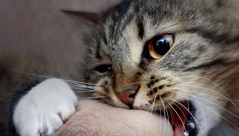 gato gripe aviar