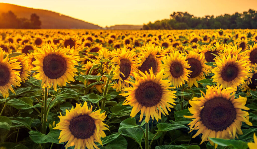 girasol producción