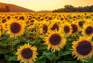 girasol producción