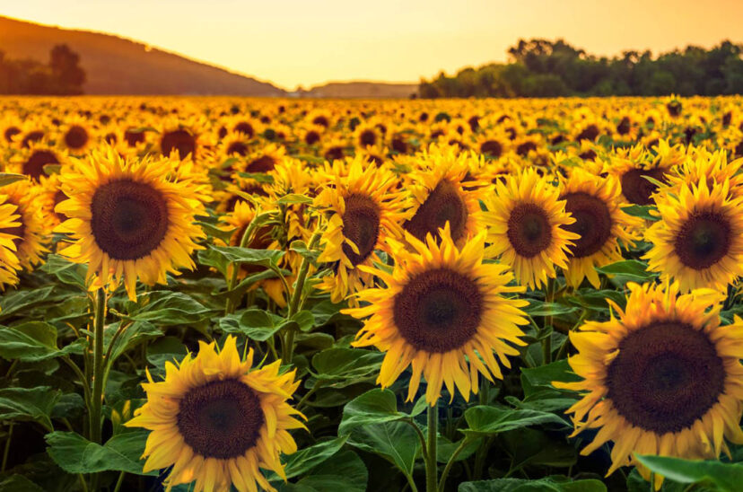 girasol producción
