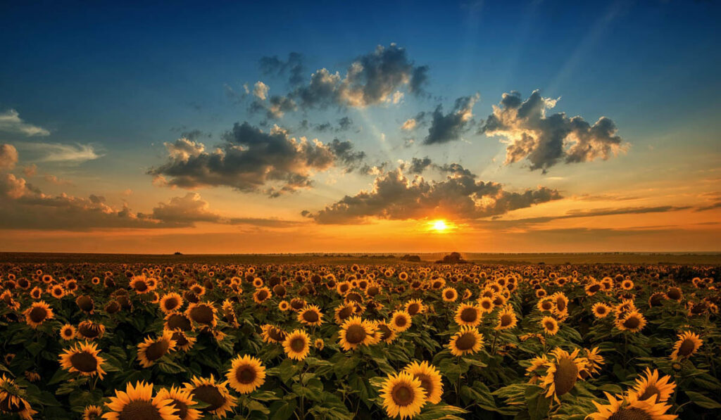 girasol aceite de girasol