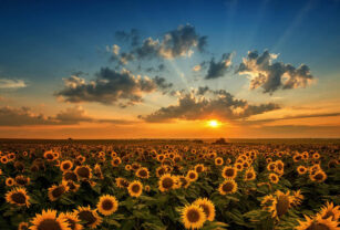 girasol aceite de girasol