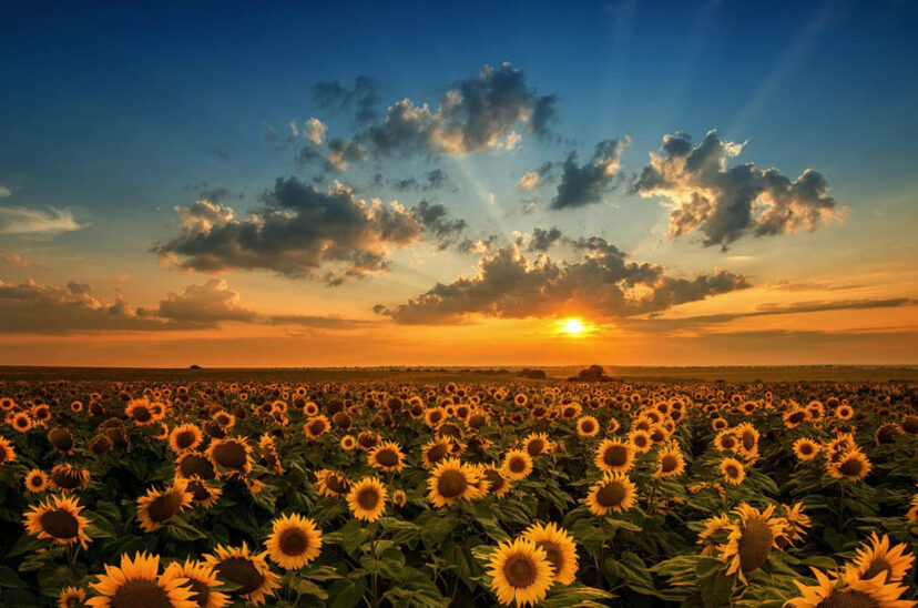 girasol aceite de girasol