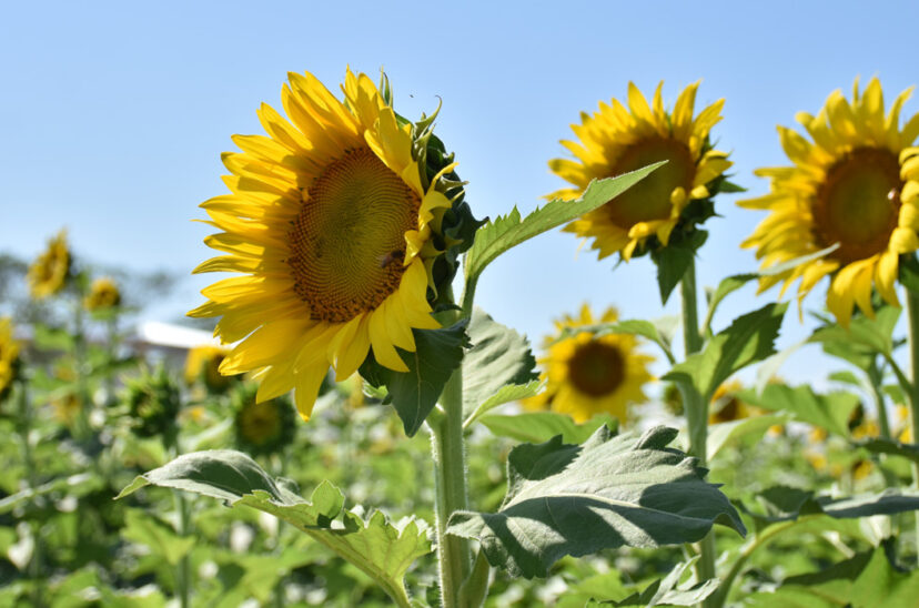 girasol