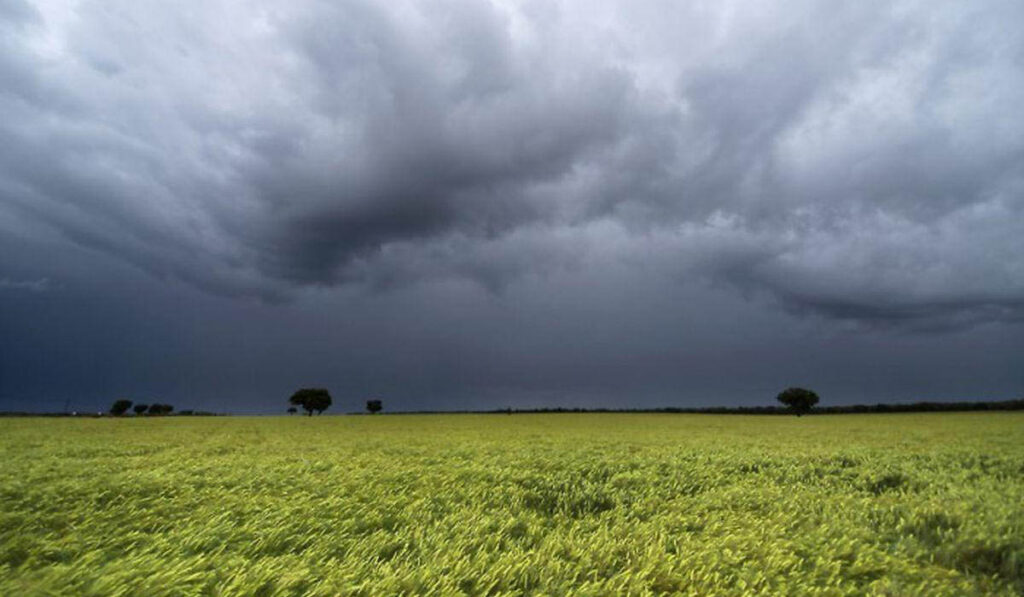 lluvias trigo macroeconomía