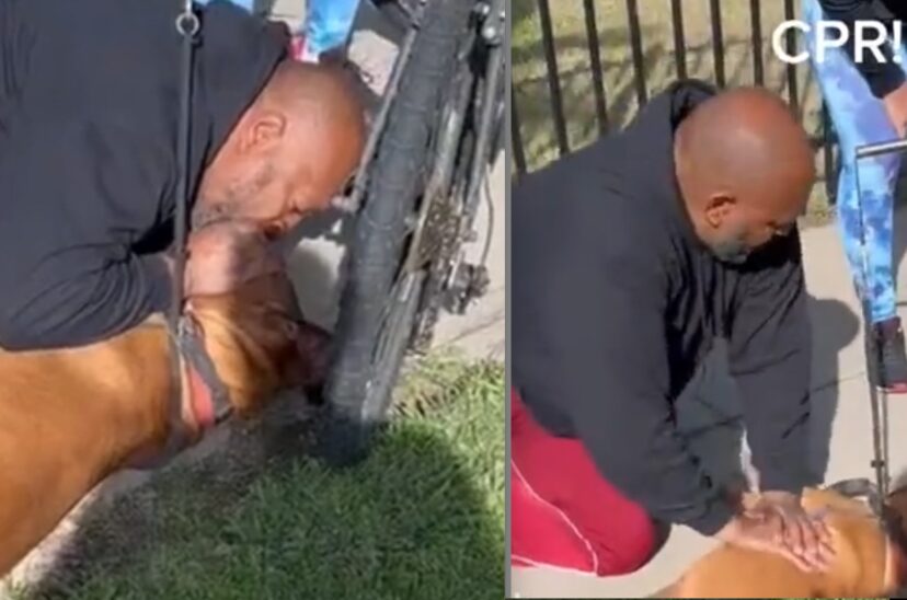 Hombre aplicando RCP al perro