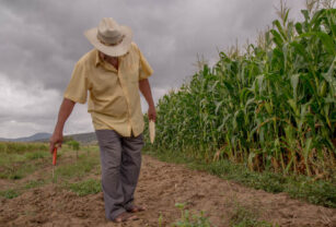 productor campo sequía