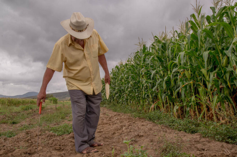 productor campo sequía