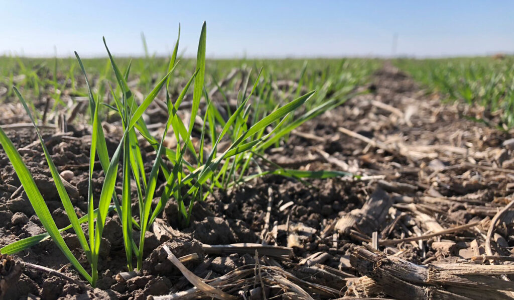 siembra trigo región núcleo fertilizantes