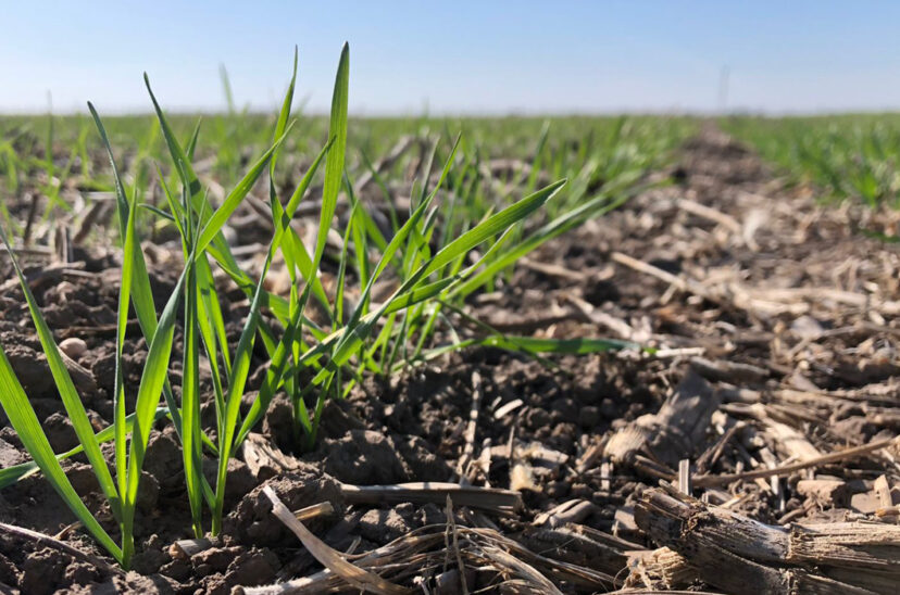 siembra trigo región núcleo fertilizantes