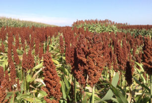 sorgo