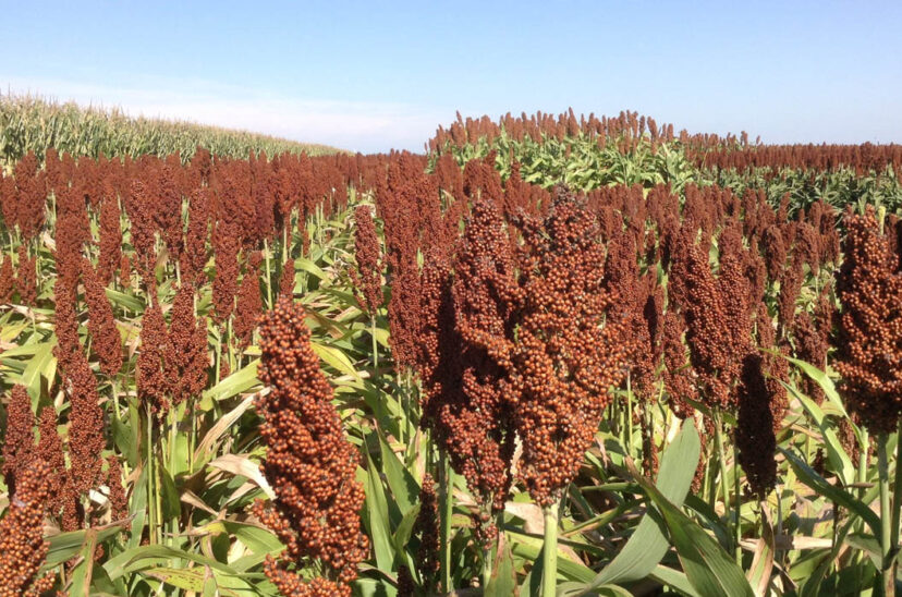 sorgo
