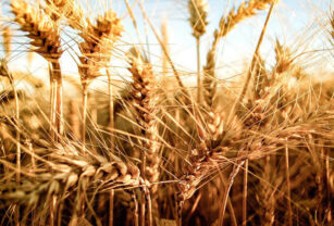 trigo producir fertilidad 2023 pan producción de trigo calidad del trigo