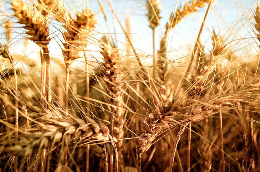 trigo producir fertilidad 2023 pan producción de trigo calidad del trigo
