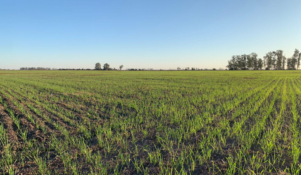trigo siembra suelos malezas campo