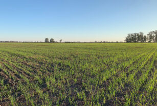trigo siembra suelos malezas campo ciclo agrícola