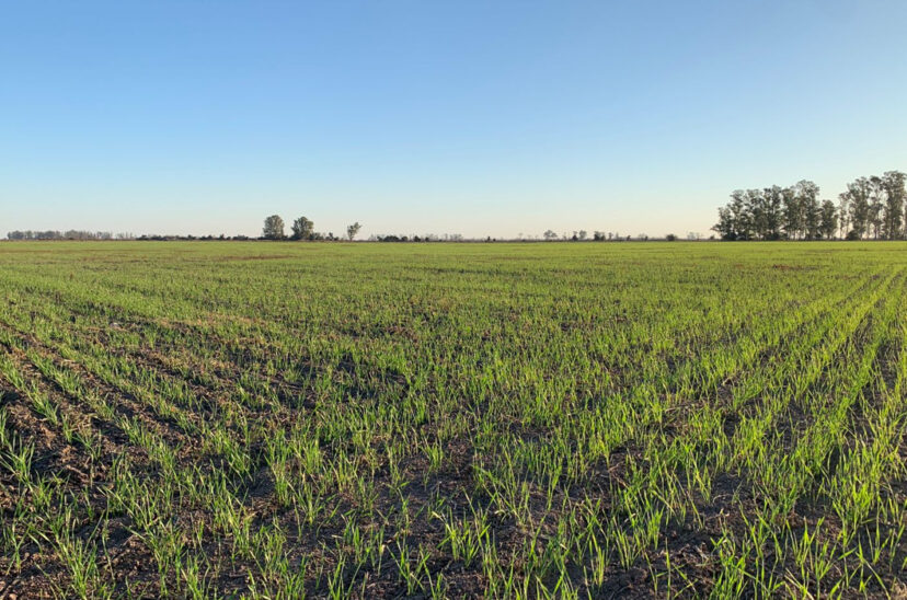 trigo siembra suelos malezas campo ciclo agrícola