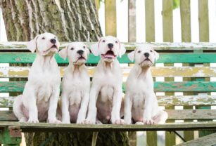 Perro argentina