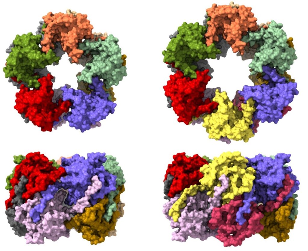 Proteína maíz mal de Río Cuarto