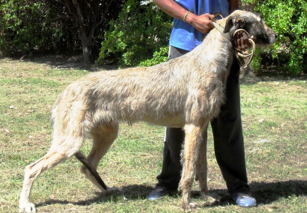 Criollo