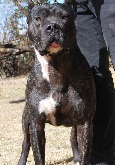 Perro Argentina